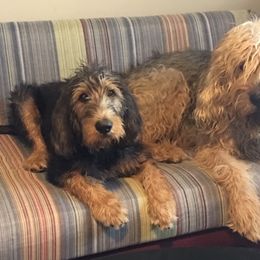 Otterhound Puppies from Blue Fairy Otterhounds
