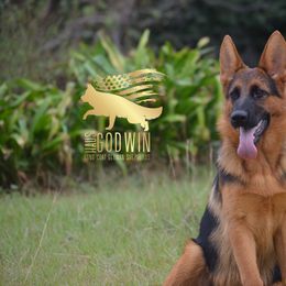 German Shepherd Puppies from Haus Godwin