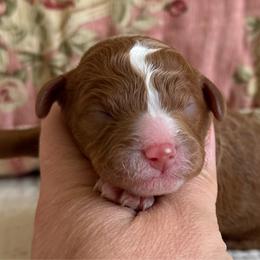 Hanalei - Red female Cavapoo puppy in Beckley, West Virginia from By Design Doodles