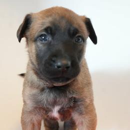 Needle - Fawn female Belgian Malinois puppy in Baltimore, Maryland from Abenteurer German Shepherds & Belgian Malinois