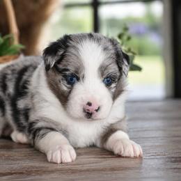 Ranger - Blue merle male Miniature Australian Shepherd puppy in Lowgap, North Carolina from Baileys Mini Aussies
