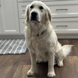 Harper - Golden Retriever