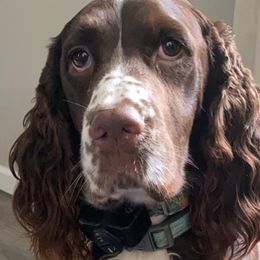 English Springer Spaniels from Bristol’s Southern Spaniels