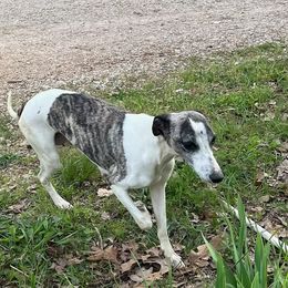Cleo - Whippet