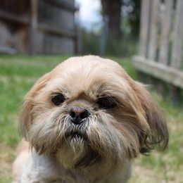 Stella Rose - Shih Tzu