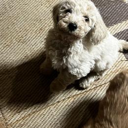 Goldendoodle Puppies from Simmons F1b Goldendoodles