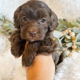 Cavapoo and Havapoo Puppies from Perfectly Playful Doodles