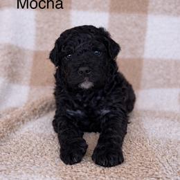 Mocha - Phantom female Bernedoodle puppy in Gilbert, Arizona from LittleLegacyDoodles