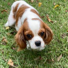 Abbie - Cavalier King Charles Spaniel