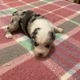 Miniature Australian Shepherd Puppies from Southern Maine Aussies
