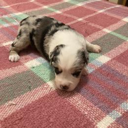 Miniature Australian Shepherd Puppies from Southern Maine Aussies