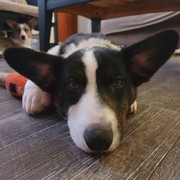 Cardigan Welsh Corgis from Kangas Corgis