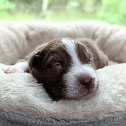 Boy 4 - Red Australian Shepherd puppy in Cape Coral, Florida from Carrotwood Kennel Australian Shepherds