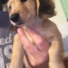 Dachshund Puppies from Western Slope English Cream Dachshund