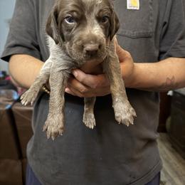 Patty - Liver roan female German Shorthaired Pointer puppy in Eagle Pass, Texas from Rockin’ RMB