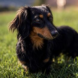 Munchie - Dachshund