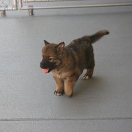 Shiloh Shepherd Puppies from Solace Shilohs