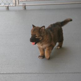 Shiloh Shepherd Puppies from Solace Shilohs