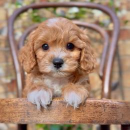 Whiskey - Apricot male Cavapoo puppy in Arlington, Texas from Van Haselen Poodles and Doodles