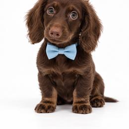 Topaz - Chocolate male Dachshund puppy in Illinois from William Rotsaert