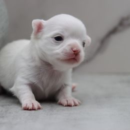 Portia - Chocolate and white female Chihuahua puppy in Tulsa, Oklahoma from H-3 Chihuahuas