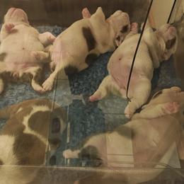 Girl 2 - female Bulldog puppy in Salina, Kansas from Big Pine Bulldogs