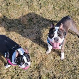 Boston Terrier Puppies from Big Sky Bostons