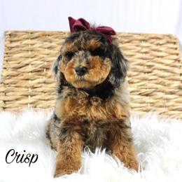 Cookie Crisp - Merle female Goldendoodle puppy in Casa Grande, Arizona from AzDoodle Dandies