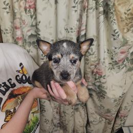 Blue Girl 6 - Blue female Australian Cattle Dog puppy in Center Point, Texas from Lone Star Heelers