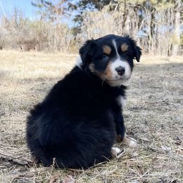 Australian Shepherd Puppies from HomeGrown Aussies