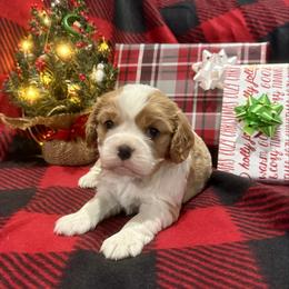 AKC- Blenheim Colored Girl - Blenheim female Cavalier King Charles Spaniel puppy in Raymondville, Missouri from Puppy PlayPen