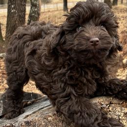 Patty - Brown and white female Aussiedoodle puppy in Oklahoma City, Oklahoma from Foneb Farm - The F1B Farm