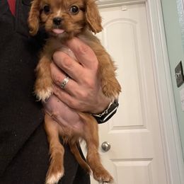 Cavalier King Charles Spaniel and Cavapoo Puppies from Texas Cavalier King Charles Spaniels Manard Enterprises