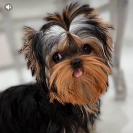 Adorable baby doll Milan - Yorkshire Terrier