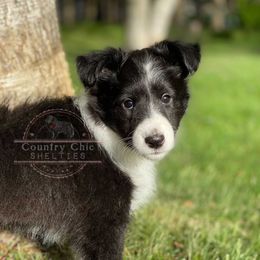 Shetland Sheepdog Puppies from Country Chic Shelties