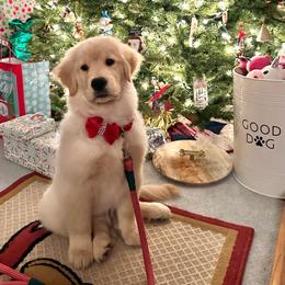 Golden Retriever Puppies from Landin Doner