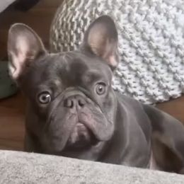 French Bulldogs from Drea's French Bulldogs