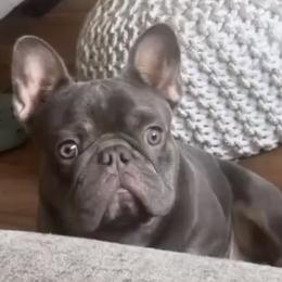French Bulldogs from Drea's French Bulldogs