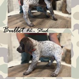 German Shorthaired Pointer Puppies from German Shorthaired Pointers - Golden CO