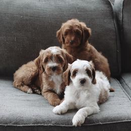 Goldendoodle Puppies from Peach and Honey Doodles