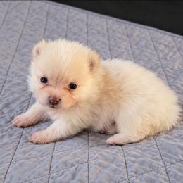 Cuddlebug - Cream male Pomeranian puppy in Newport News, Virginia from Itty Bitty Poms