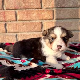 Onyx - Black and tan male American Corgi puppy in Whitney, Texas from 5H Corgis
