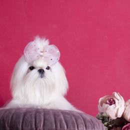 Bichon Frise puppies from Top Shepherd - Snow Angels Bichon Frisé, Maltise.
