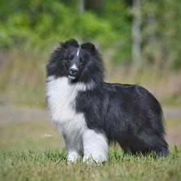 Ch Jesstar Royal Hills Meridan - Shetland Sheepdog