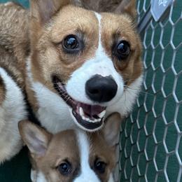 Pembroke Welsh Corgis from Honey Loaf Corgis