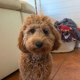 Winnie - Goldendoodle
