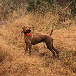 German Shorthaired Pointers from Carolina Gundogs