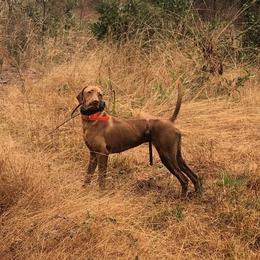 German Shorthaired Pointers from Carolina Gundogs