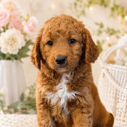 Boy 1 - Apricot male Goldendoodle puppy in Haleyville, Alabama from Susan’s Prefurred Doodles