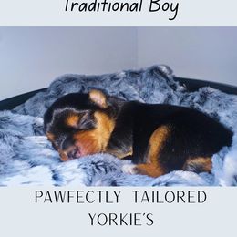 Boy 2 - Black and tan male Yorkshire Terrier puppy in Winston Salem, North Carolina from Pawfectly Tailored Yorkie's